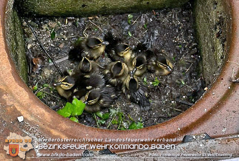 20240530_Küken im Straßenablauf gefangen! - Tierrettung in St.Veit/Triesting Foto: Freiwillige Feuerwehr St.Veit/Triesting 20240530_Küken im Straßenablauf gefangen! - Tierrettung in St.Veit/Triesting Foto: Freiwillige Feuerwehr St.Veit/Triesting