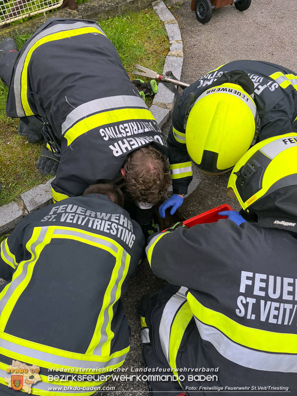 20240530_Küken im Straßenablauf gefangen! - Tierrettung in St.Veit/Triesting Foto: Freiwillige Feuerwehr St.Veit/Triesting 20240530_Küken im Straßenablauf gefangen! - Tierrettung in St.Veit/Triesting Foto: Freiwillige Feuerwehr St.Veit/Triesting