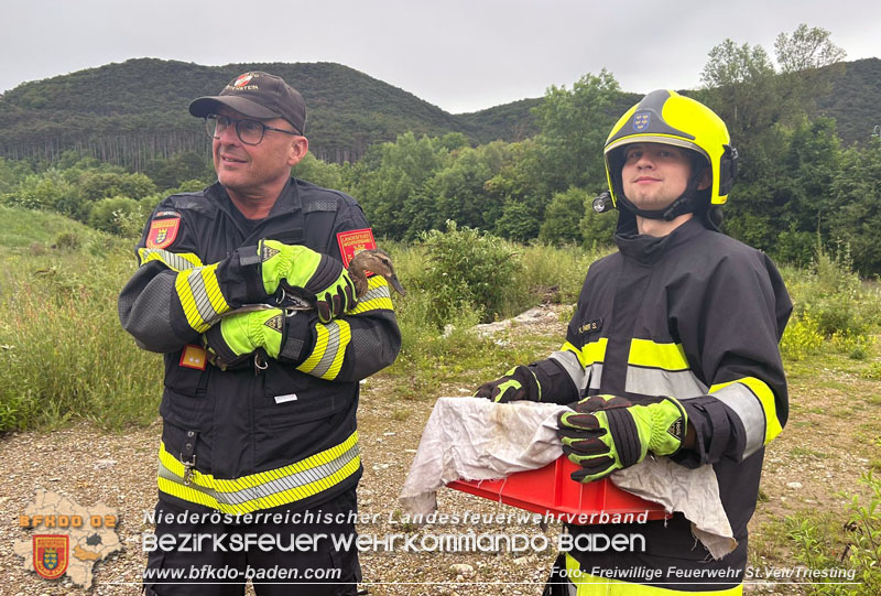 20240530_Küken im Straßenablauf gefangen! - Tierrettung in St.Veit/Triesting Foto: Freiwillige Feuerwehr St.Veit/Triesting 20240530_Küken im Straßenablauf gefangen! - Tierrettung in St.Veit/Triesting Foto: Freiwillige Feuerwehr St.Veit/Triesting