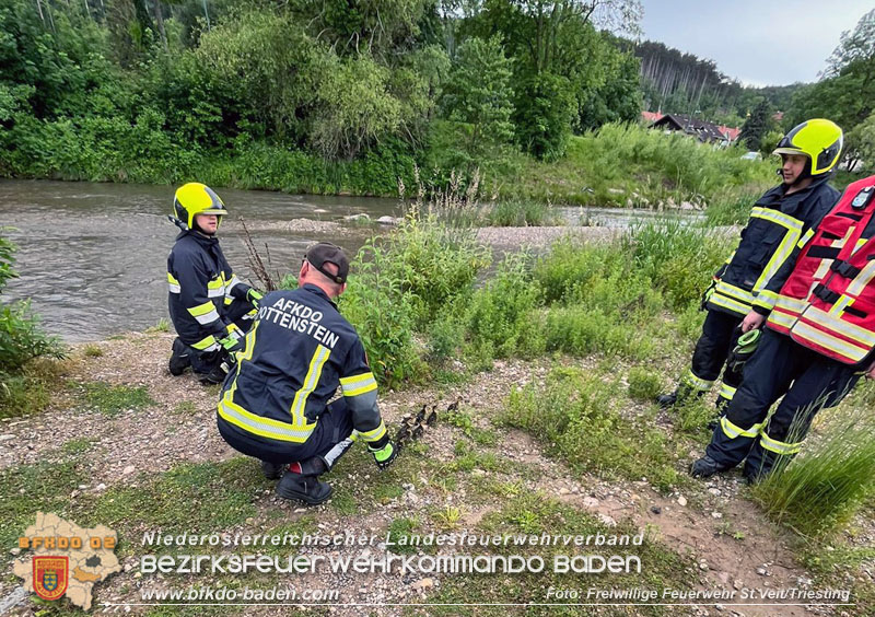 20240530_Küken im Straßenablauf gefangen! - Tierrettung in St.Veit/Triesting   Foto: Freiwillige Feuerwehr St.Veit/Triesting