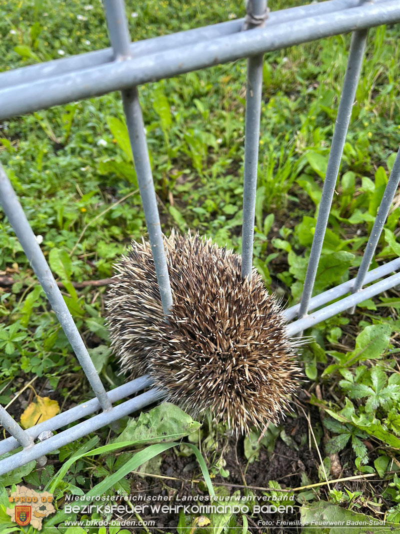 20240605 Feuerwehr befreit Igel aus Zaun in Baden   Foto: Freiwillige Feuerwehr Baden-Stadt
