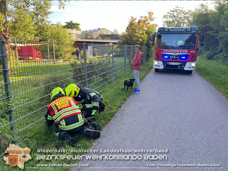20240605 Feuerwehr befreit Igel aus Zaun in Baden   Foto: Freiwillige Feuerwehr Baden-Stadt