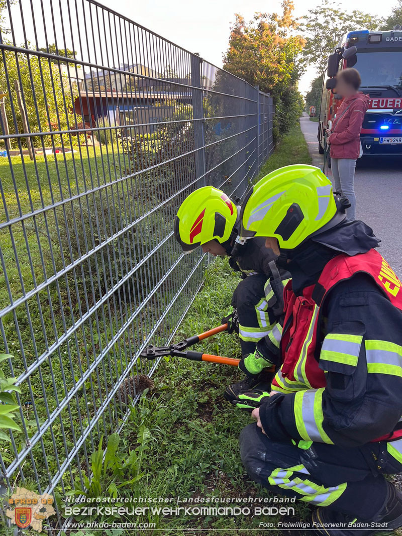 20240605 Feuerwehr befreit Igel aus Zaun in Baden   Foto: Freiwillige Feuerwehr Baden-Stadt