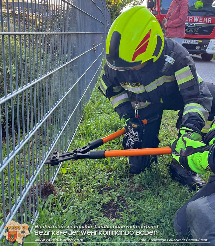 20240605 Feuerwehr befreit Igel aus Zaun in Baden   Foto: Freiwillige Feuerwehr Baden-Stadt