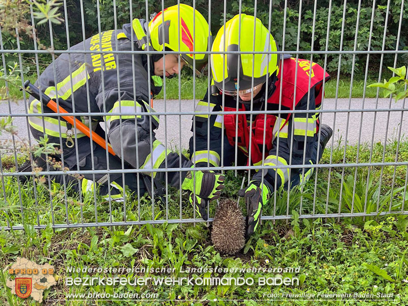 20240605 Feuerwehr befreit Igel aus Zaun in Baden   Foto: Freiwillige Feuerwehr Baden-Stadt
