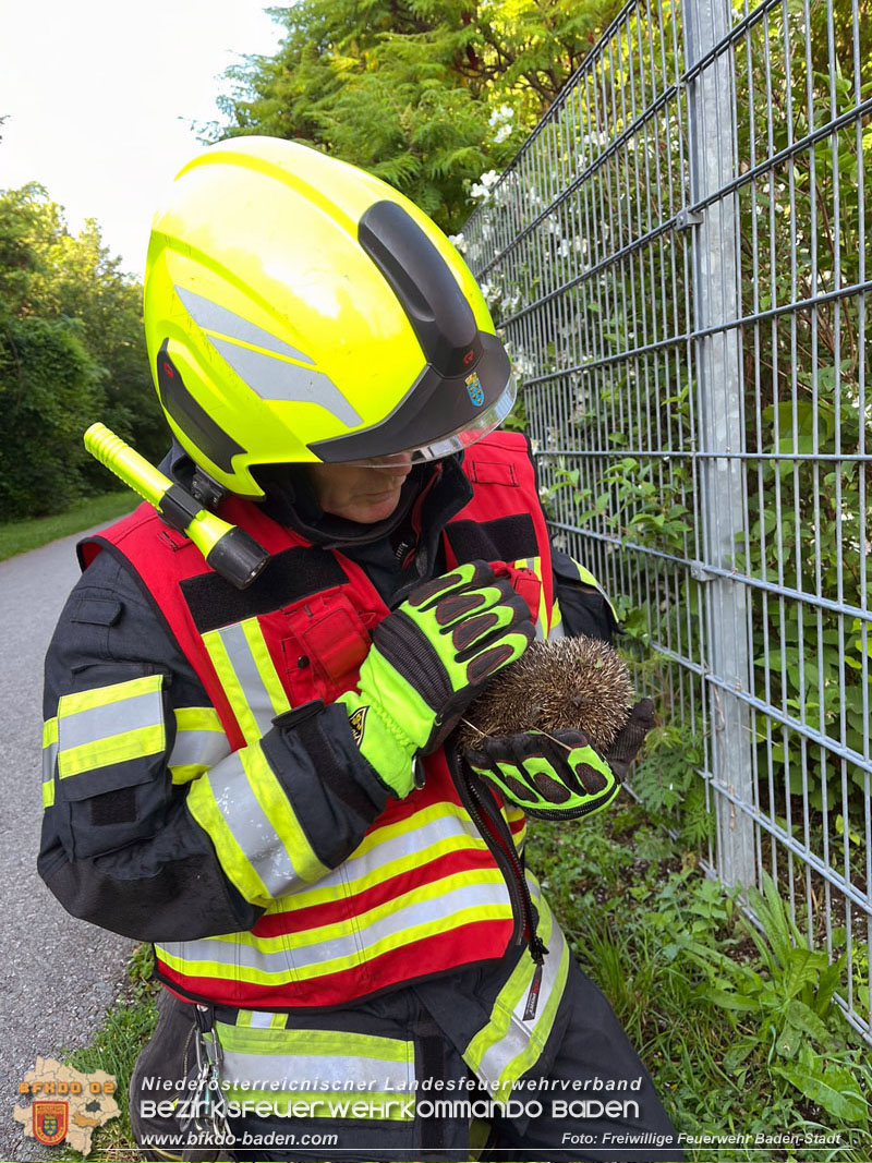 20240605 Feuerwehr befreit Igel aus Zaun in Baden   Foto: Freiwillige Feuerwehr Baden-Stadt