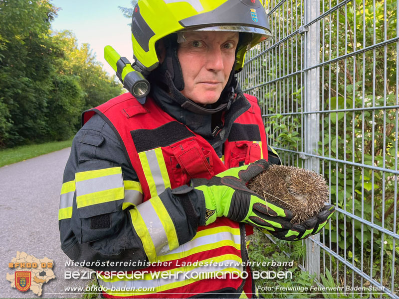 20240605 Feuerwehr befreit Igel aus Zaun in Baden   Foto: Freiwillige Feuerwehr Baden-Stadt