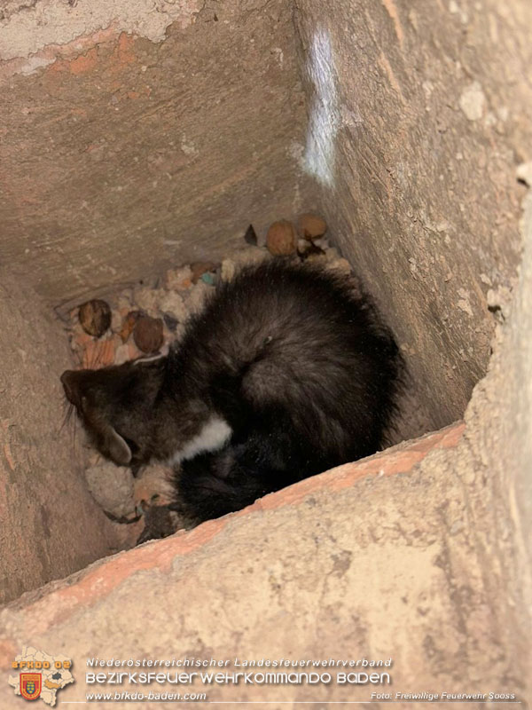 20240606 Weder Geist noch Weihnachtsmann! - Tierrettung in Sooß  Foto: Freiwillige Feuerwehr Sooß