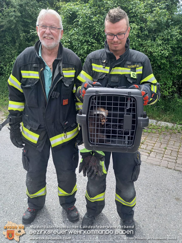 20240606 Weder Geist noch Weihnachtsmann! - Tierrettung in Sooß  Foto: Freiwillige Feuerwehr Sooß