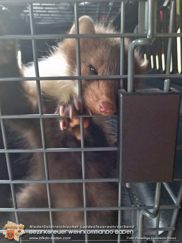 20240606 Weder Geist noch Weihnachtsmann! - Tierrettung in Sooß  Foto: Freiwillige Feuerwehr Sooß