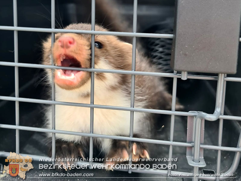 20240606 Weder Geist noch Weihnachtsmann! - Tierrettung in Sooß  Foto: Freiwillige Feuerwehr Sooß