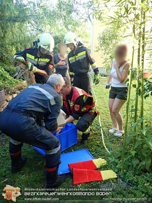 20240617 Stubentieger aus gekippten Fenster befreit  Foto: Freiwillige Feuerwehr Gainfarn