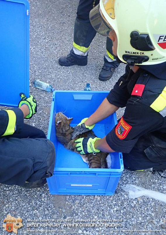 20240617 Stubentieger aus gekippten Fenster befreit  Foto: Freiwillige Feuerwehr Gainfarn