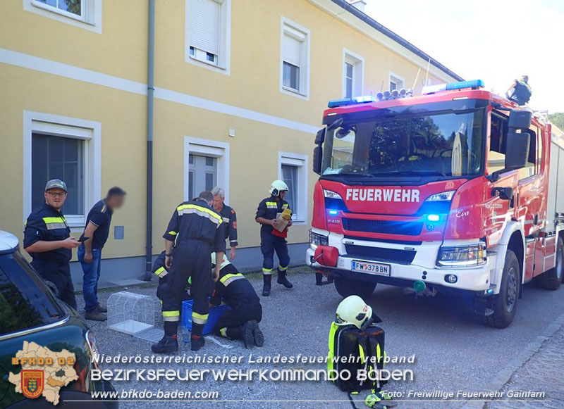 20240617 Stubentieger aus gekippten Fenster befreit  Foto: Freiwillige Feuerwehr Gainfarn