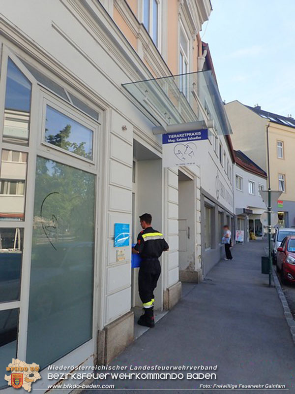 20240617 Stubentieger aus gekippten Fenster befreit  Foto: Freiwillige Feuerwehr Gainfarn
