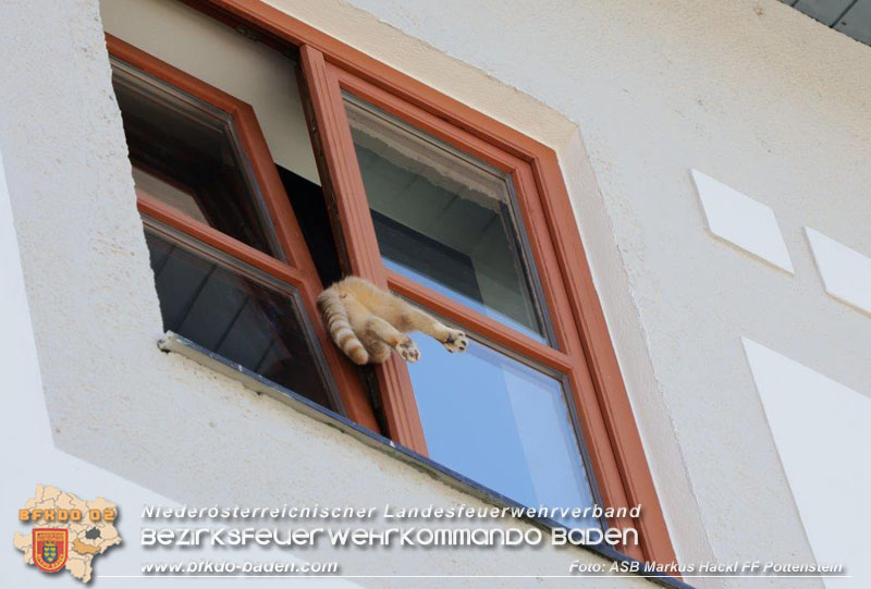 20240907_Katze steckte im Fenster fest Foto: ASB Markus Hackl Freiwillige Feuerwehr Potteinstein 20240907_Katze steckte im Fenster fest Foto: ASB Markus Hackl Freiwillige Feuerwehr Potteinstein