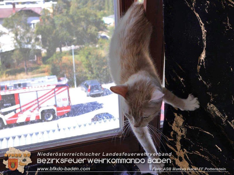 20240907_Katze steckte im Fenster fest Foto: ASB Markus Hackl Freiwillige Feuerwehr Potteinstein 20240907_Katze steckte im Fenster fest Foto: ASB Markus Hackl Freiwillige Feuerwehr Potteinstein