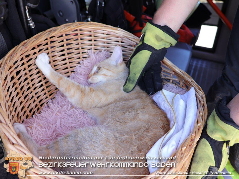20240907_Katze steckte im Fenster fest  Foto: ASB Markus Hackl Freiwillige Feuerwehr Potteinstein