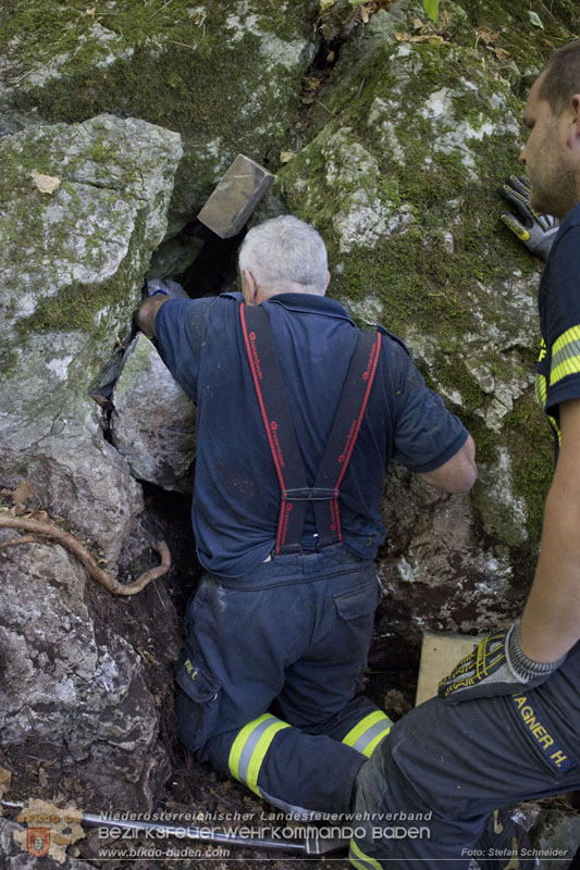 20240907_Spotty nach über 50 Stunden durch Feuerwehr aus Felshöhle in Baden gerettet Foto: Stefan Schneider BFKDO BADEN