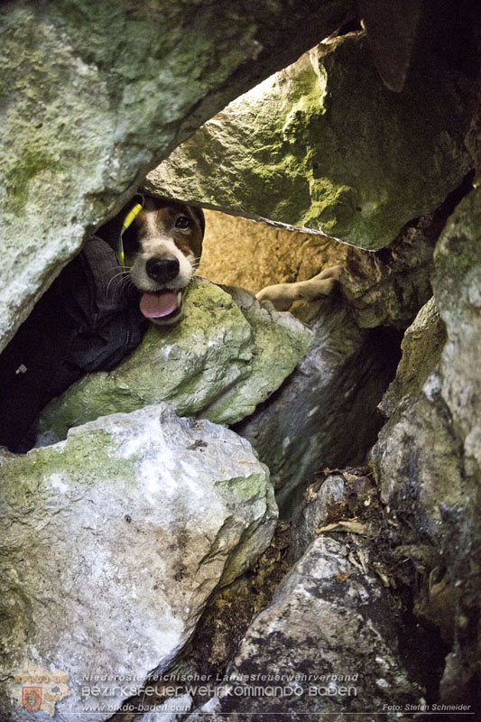 20240907_Spotty nach über 50 Stunden durch Feuerwehr aus Felshöhle in Baden gerettet Foto: Stefan Schneider BFKDO BADEN