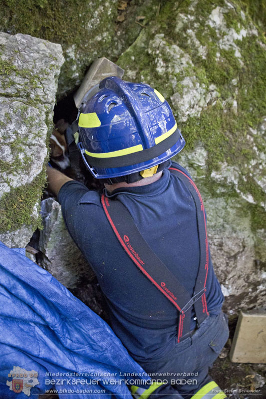 20240907_Spotty nach über 50 Stunden durch Feuerwehr aus Felshöhle in Baden gerettet Foto: Stefan Schneider BFKDO BADEN