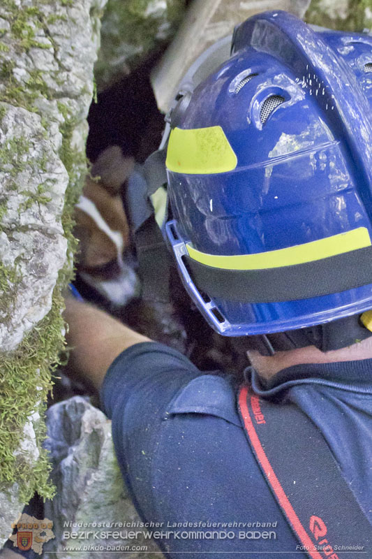 20240907_Spotty nach über 50 Stunden durch Feuerwehr aus Felshöhle in Baden gerettet Foto: Stefan Schneider BFKDO BADEN
