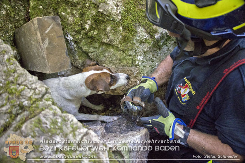 20240907_Spotty nach über 50 Stunden durch Feuerwehr aus Felshöhle in Baden gerettet Foto: Stefan Schneider BFKDO BADEN