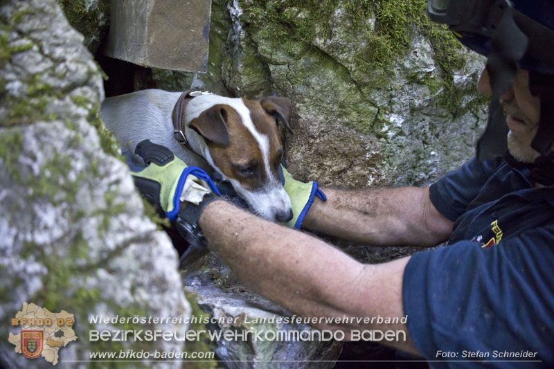 20240907_Spotty nach über 50 Stunden durch Feuerwehr aus Felshöhle in Baden gerettet Foto: Stefan Schneider BFKDO BADEN