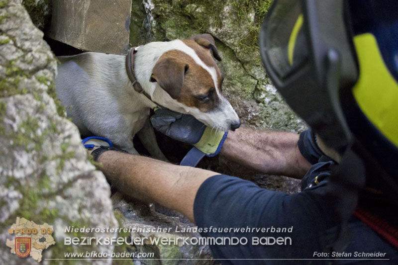 20240907_Spotty nach über 50 Stunden durch Feuerwehr aus Felshöhle in Baden gerettet Foto: Stefan Schneider BFKDO BADEN