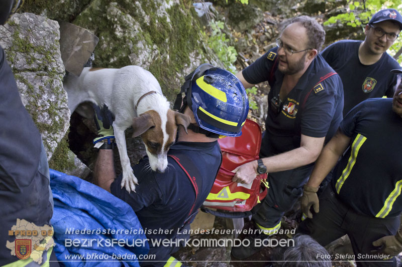 20240907_Spotty nach über 50 Stunden durch Feuerwehr aus Felshöhle in Baden gerettet Foto: Stefan Schneider BFKDO BADEN