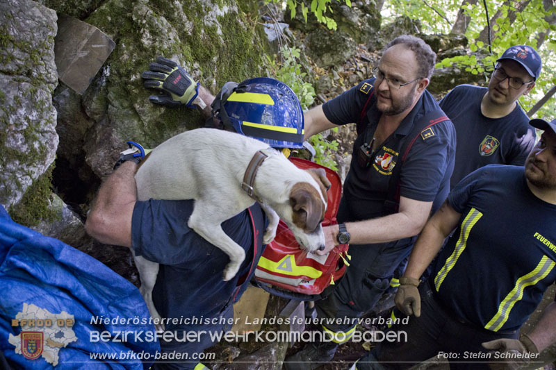 20240907_Spotty nach über 50 Stunden durch Feuerwehr aus Felshöhle in Baden gerettet Foto: Stefan Schneider BFKDO BADEN