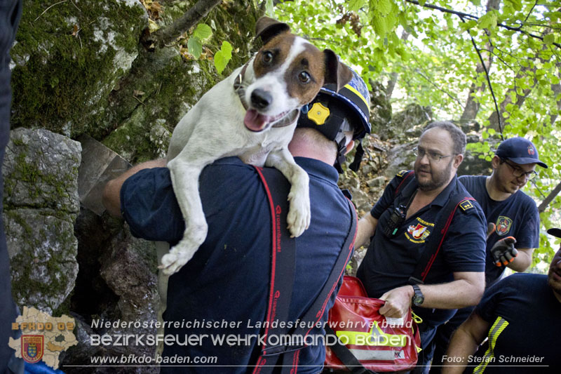 20240907_Spotty nach über 50 Stunden durch Feuerwehr aus Felshöhle in Baden gerettet Foto: Stefan Schneider BFKDO BADEN