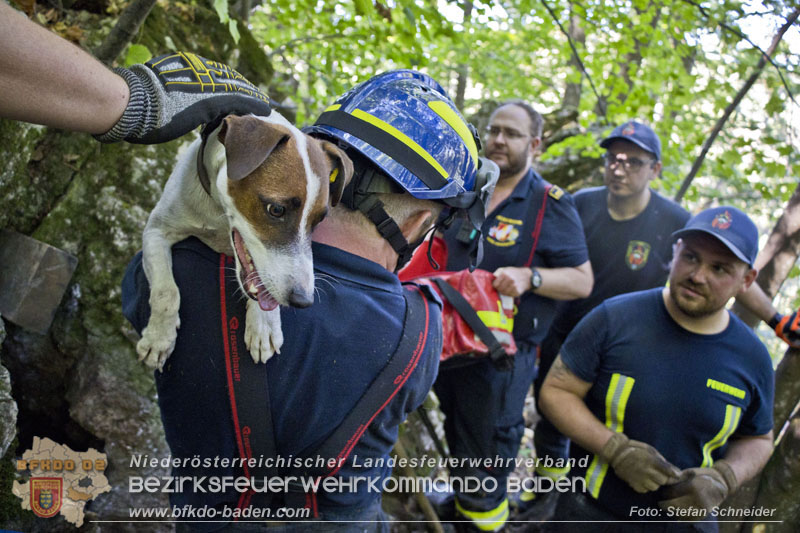 20240907_Spotty nach über 50 Stunden durch Feuerwehr aus Felshöhle in Baden gerettet Foto: Stefan Schneider BFKDO BADEN