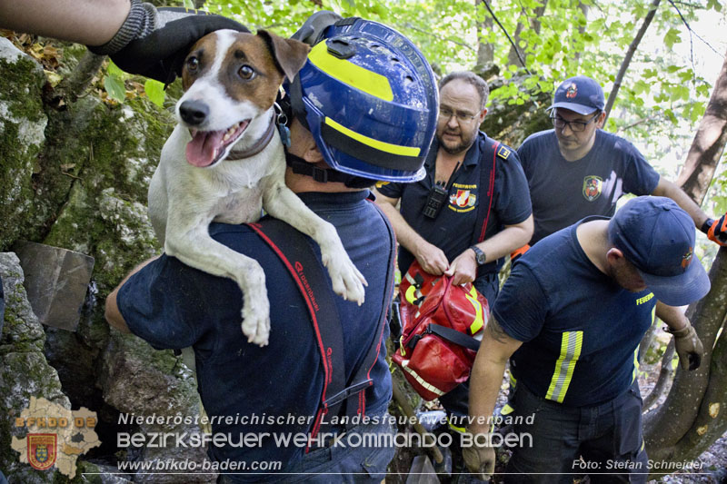 20240907_Spotty nach über 50 Stunden durch Feuerwehr aus Felshöhle in Baden gerettet Foto: Stefan Schneider BFKDO BADEN