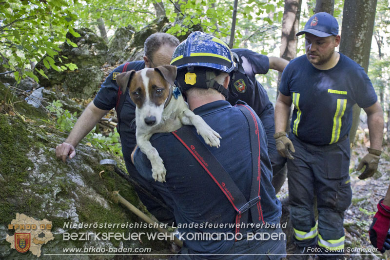 20240907_Spotty nach über 50 Stunden durch Feuerwehr aus Felshöhle in Baden gerettet Foto: Stefan Schneider BFKDO BADEN