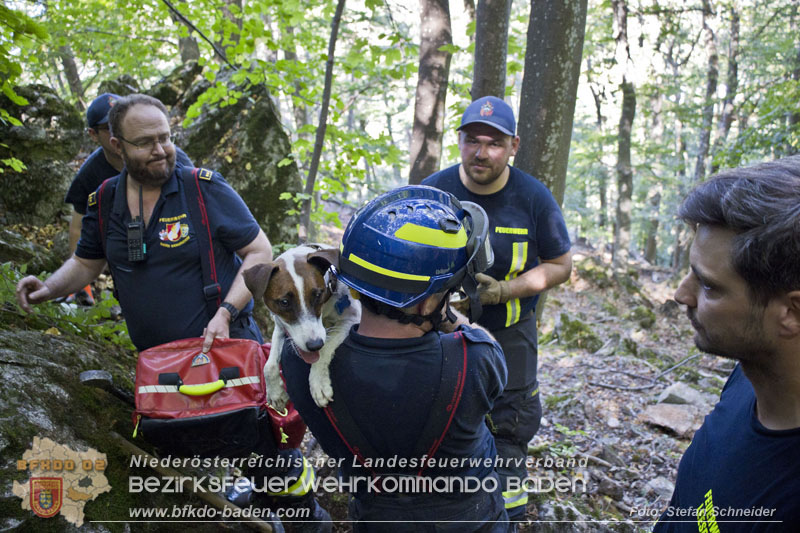 20240907_Spotty nach über 50 Stunden durch Feuerwehr aus Felshöhle in Baden gerettet Foto: Stefan Schneider BFKDO BADEN