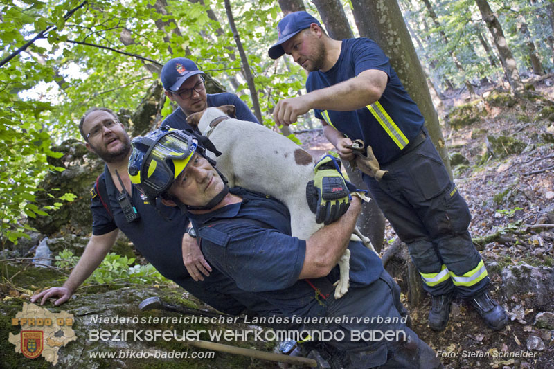 20240907_Spotty nach über 50 Stunden durch Feuerwehr aus Felshöhle in Baden gerettet Foto: Stefan Schneider BFKDO BADEN