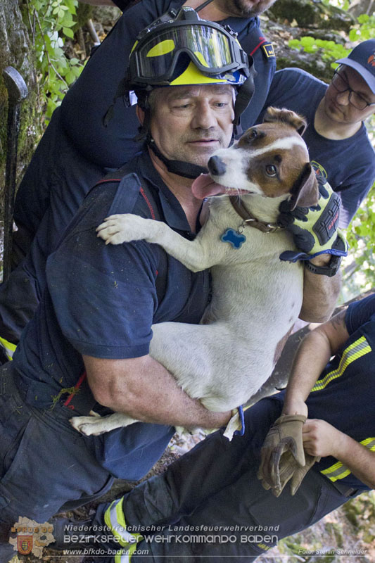 20240907_Spotty nach über 50 Stunden durch Feuerwehr aus Felshöhle in Baden gerettet Foto: Stefan Schneider BFKDO BADEN