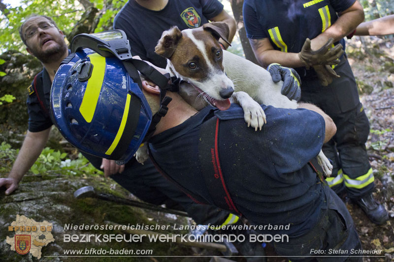 20240907_Spotty nach über 50 Stunden durch Feuerwehr aus Felshöhle in Baden gerettet Foto: Stefan Schneider BFKDO BADEN