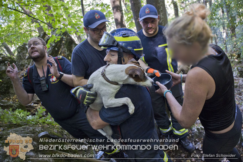 20240907_Spotty nach über 50 Stunden durch Feuerwehr aus Felshöhle in Baden gerettet Foto: Stefan Schneider BFKDO BADEN