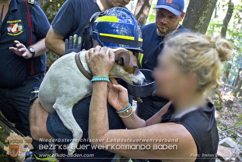 20240907_Spotty nach über 50 Stunden durch Feuerwehr aus Felshöhle in Baden gerettet Foto: Stefan Schneider BFKDO BADEN