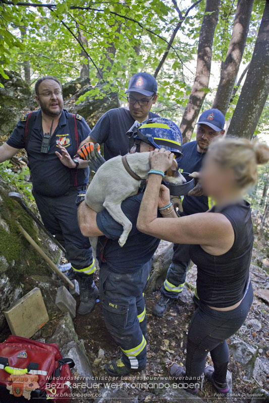 20240907_Spotty nach über 50 Stunden durch Feuerwehr aus Felshöhle in Baden gerettet Foto: Stefan Schneider BFKDO BADEN