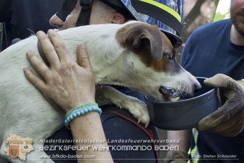 20240907_Spotty nach über 50 Stunden durch Feuerwehr aus Felshöhle in Baden gerettet Foto: Stefan Schneider BFKDO BADEN