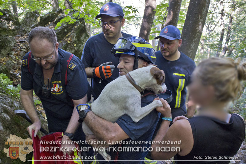 20240907_Spotty nach über 50 Stunden durch Feuerwehr aus Felshöhle in Baden gerettet Foto: Stefan Schneider BFKDO BADEN