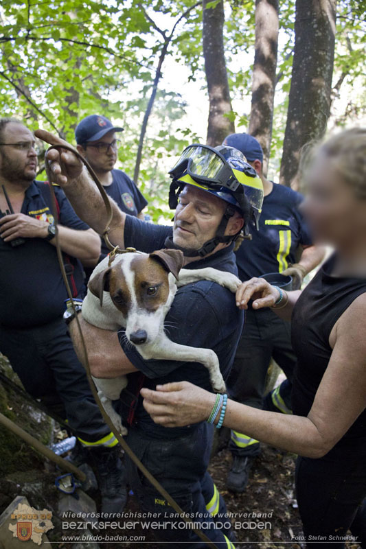 20240907_Spotty nach über 50 Stunden durch Feuerwehr aus Felshöhle in Baden gerettet Foto: Stefan Schneider BFKDO BADEN