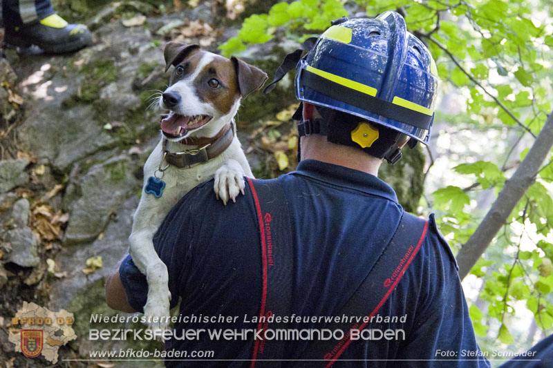 20240907_Spotty nach über 50 Stunden durch Feuerwehr aus Felshöhle in Baden gerettet Foto: Stefan Schneider BFKDO BADEN