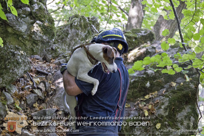 20240907_Spotty nach über 50 Stunden durch Feuerwehr aus Felshöhle in Baden gerettet Foto: Stefan Schneider BFKDO BADEN