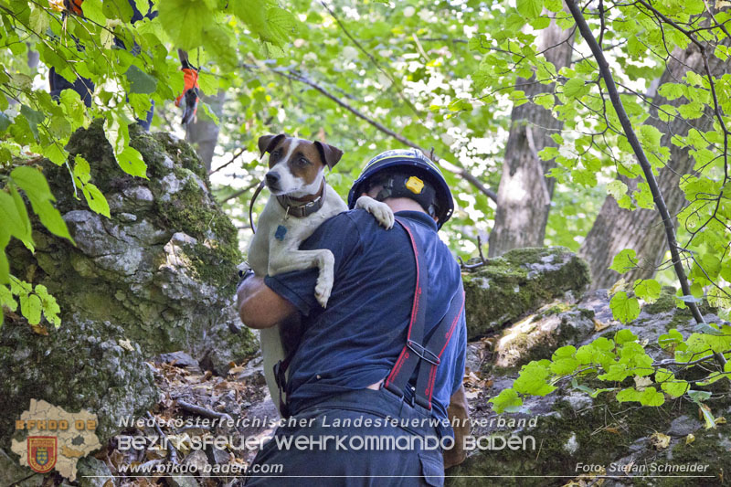 20240907_Spotty nach über 50 Stunden durch Feuerwehr aus Felshöhle in Baden gerettet Foto: Stefan Schneider BFKDO BADEN