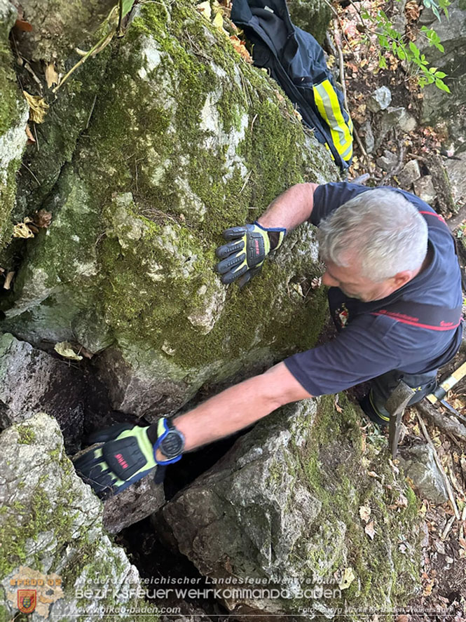 20240907_Spotty nach über 50 Stunden durch Feuerwehr aus Felshöhle in Baden gerettet   Foto: Georg Mrvka FF Baden Weikersdorf
