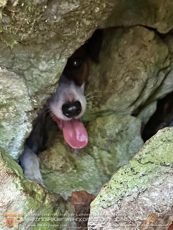 20240907_Spotty nach über 50 Stunden durch Feuerwehr aus Felshöhle in Baden gerettet   Foto: Georg Mrvka FF Baden Weikersdorf